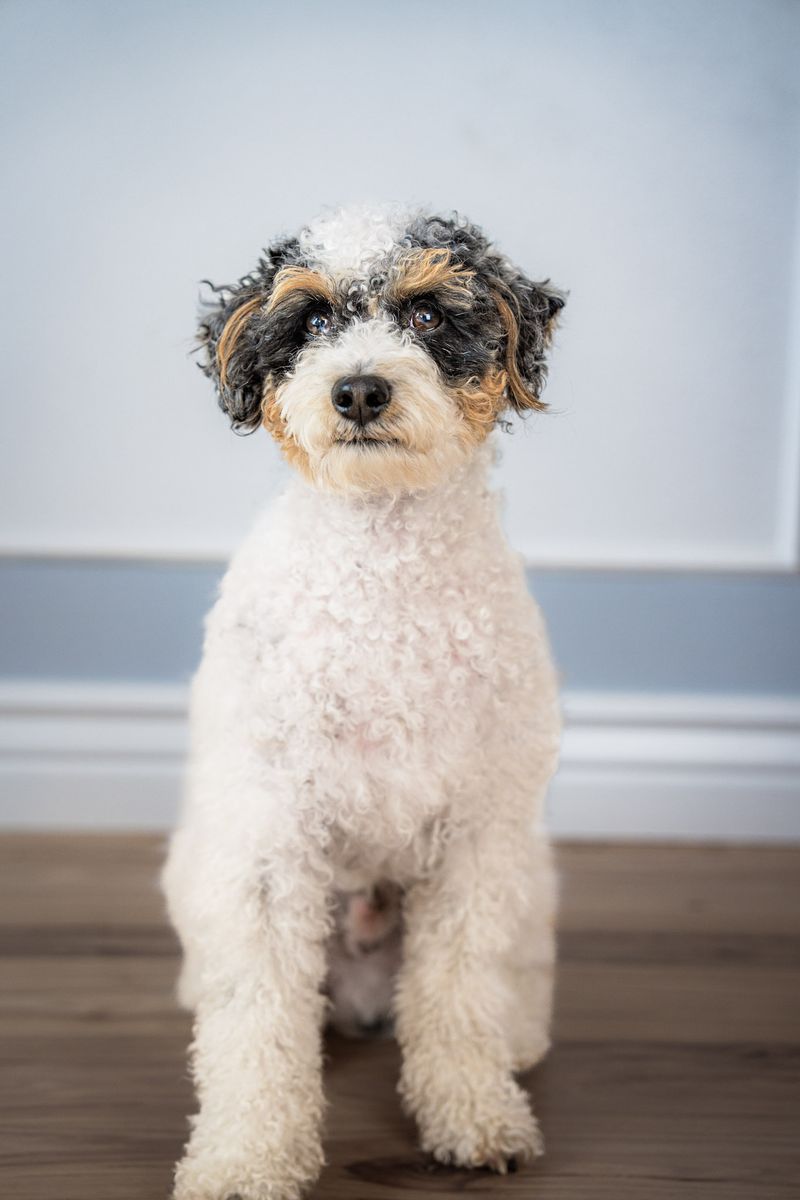 AKC Merle Tri-Color Poodle Stud