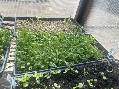 WILDFLOWER SUN MIX