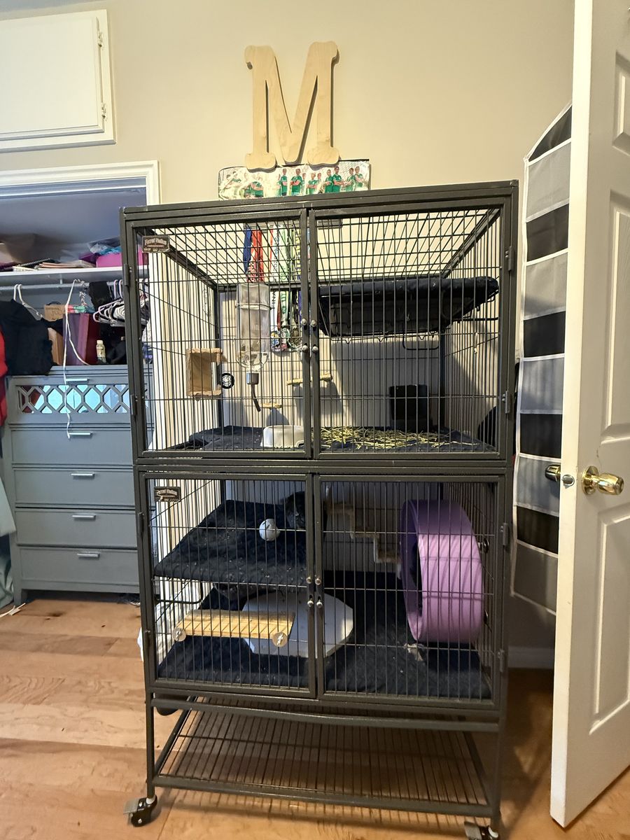 2 loving chinchilla siblings