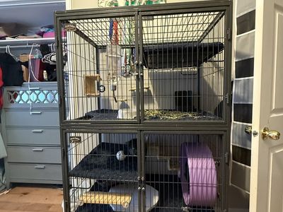 2 loving chinchilla siblings