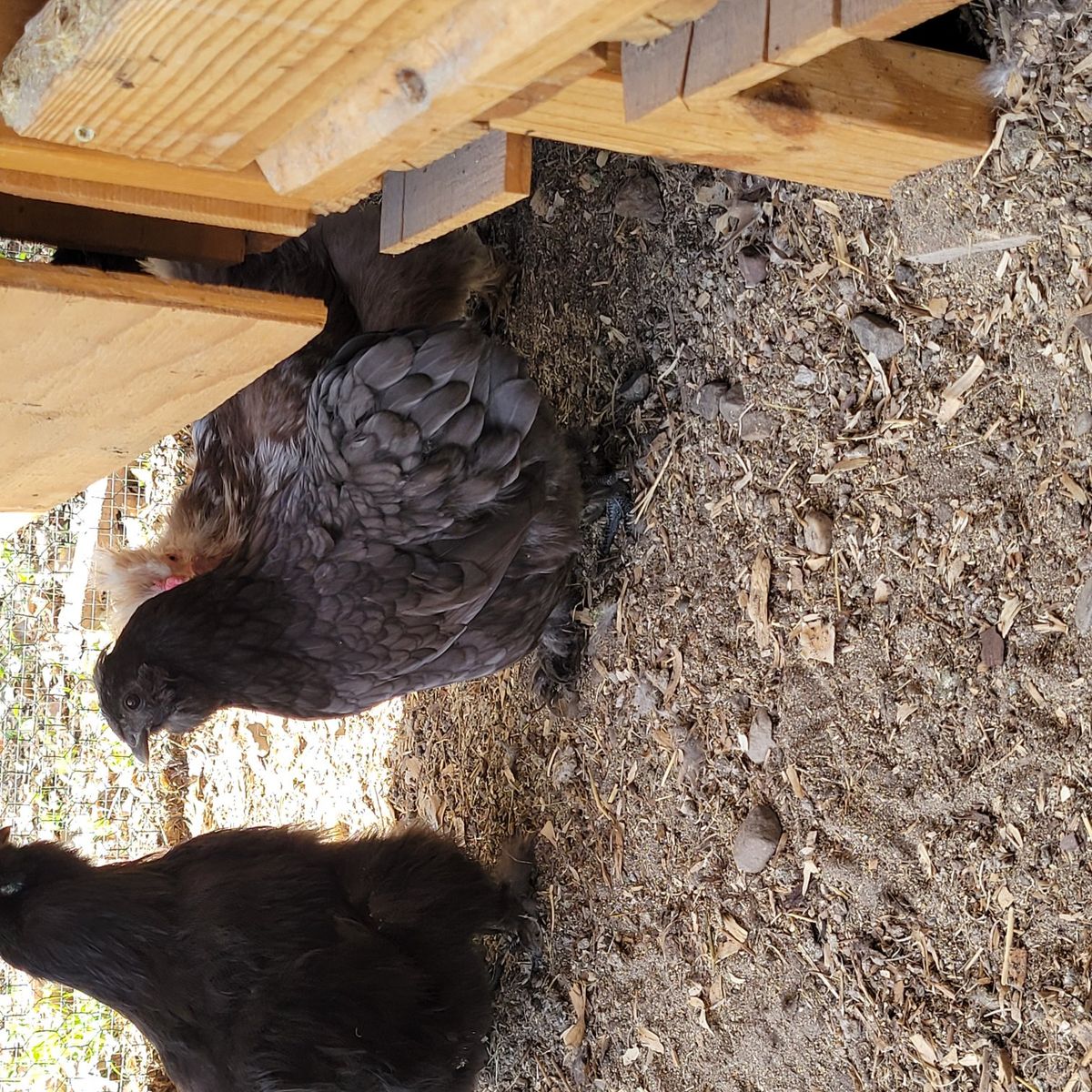 Young Bantam/silkie mix Laying hens.