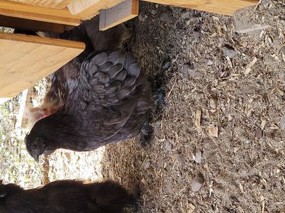 Young Bantam/silkie mix Laying hens.