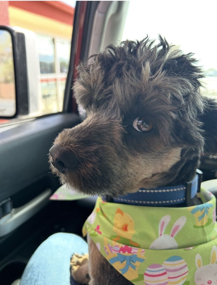 Multipoo Terrier Dutchound mix
