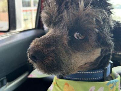 Multipoo Terrier Dutchound mix