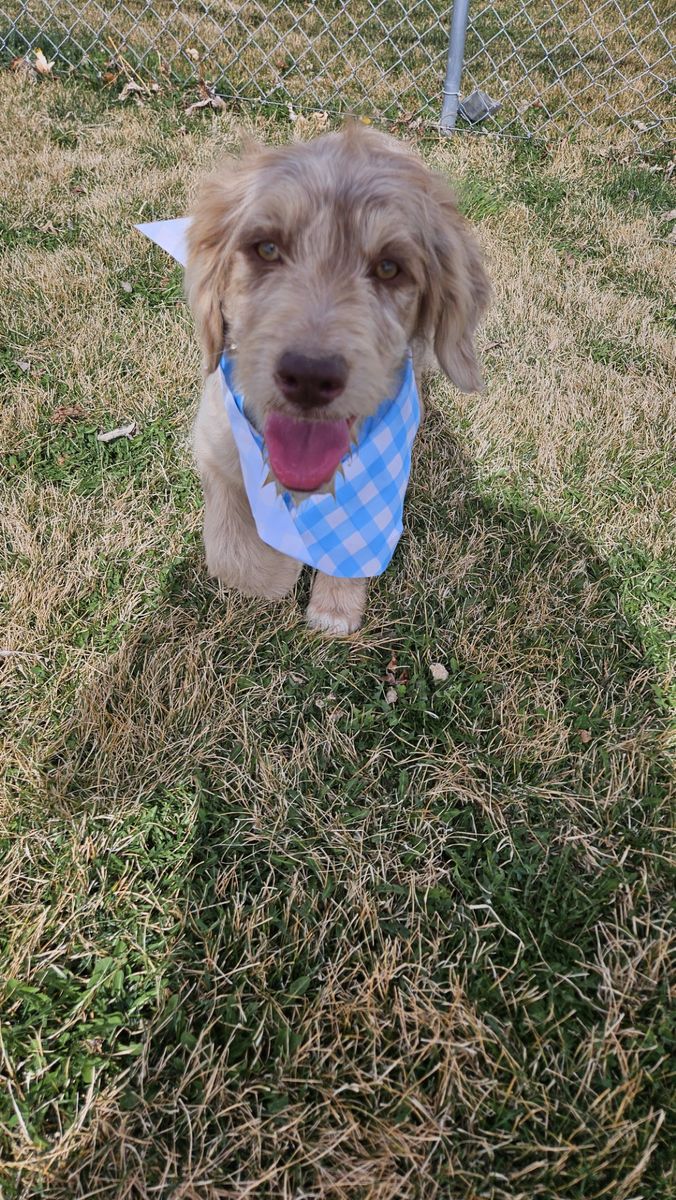 Aussiedoodle Aussie Collie Goldendoodle BEAUTIFUL puppies - READY TODAY