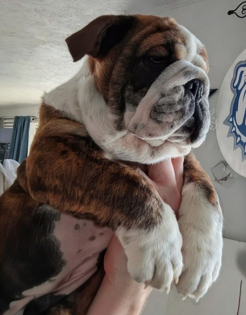  AKC English Champion Bulldog Puppy