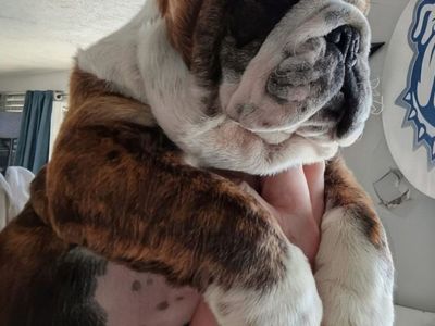 AKC English Champion Bulldog Puppy