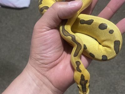 Female super enchi clown ball python