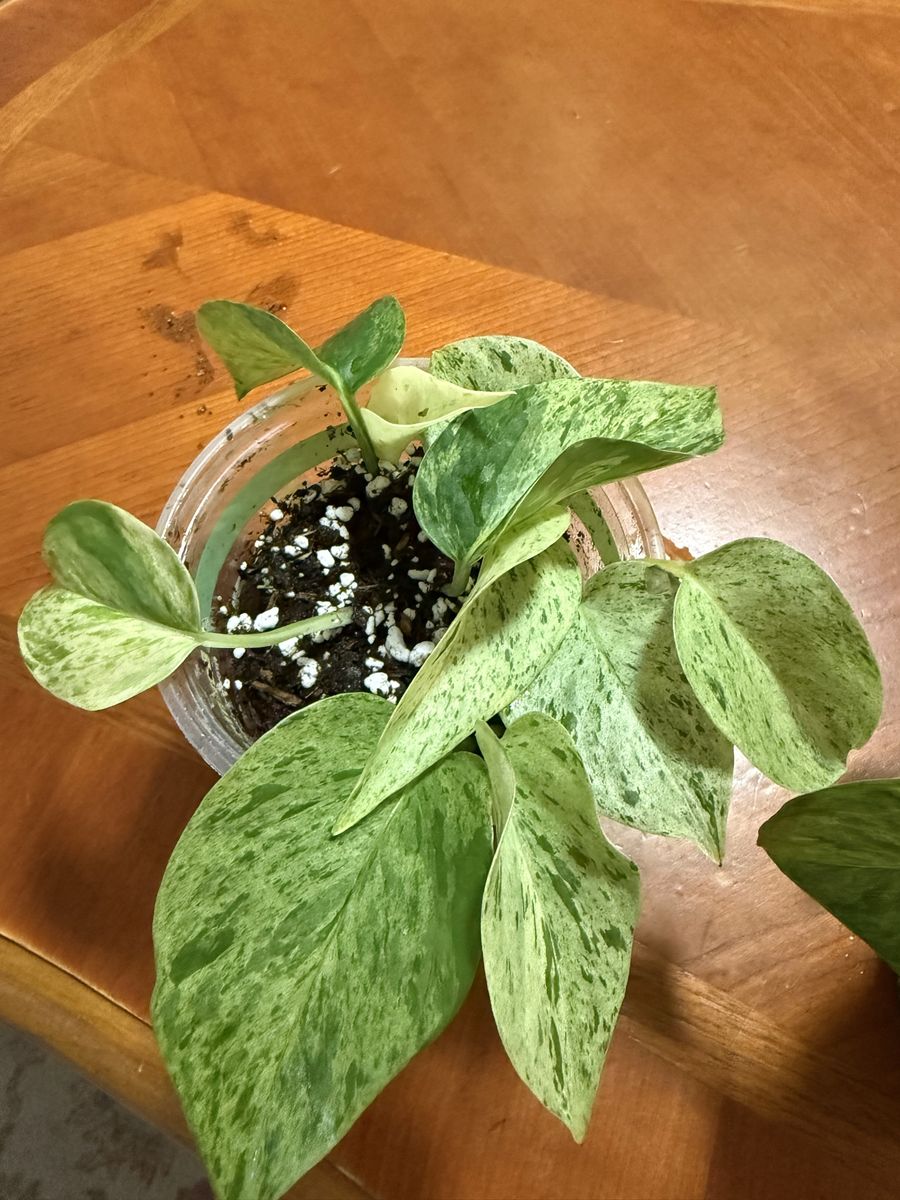 Marble queen pothos