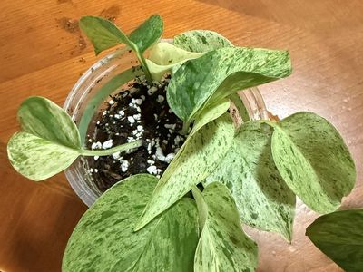 Marble queen pothos