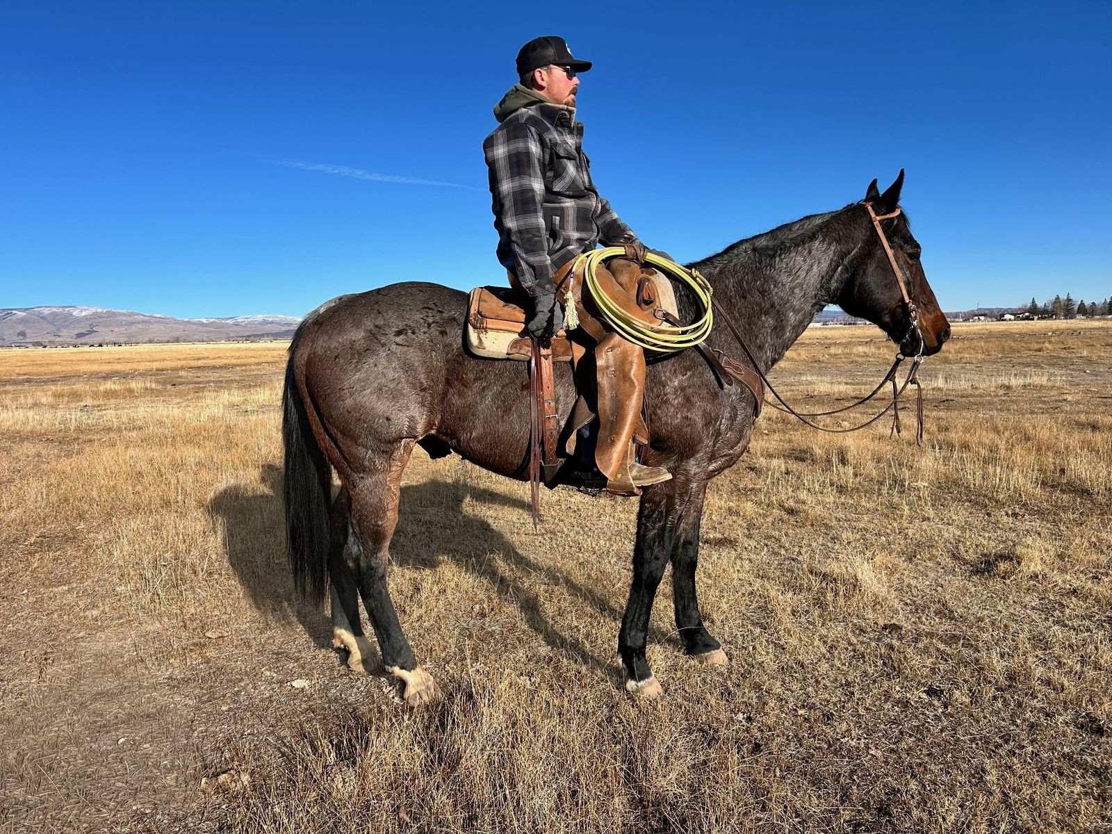 8 Years Old  Heber Valley Horse Sale