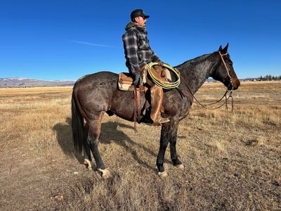 8 Years Old Heber Valley Horse Sale