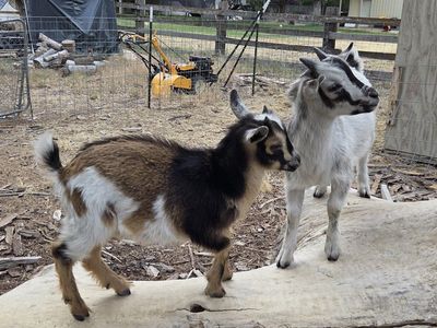 Nigerian Dwarf Goats