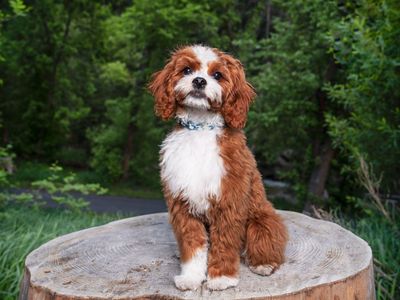 F1b Cavapoo stud