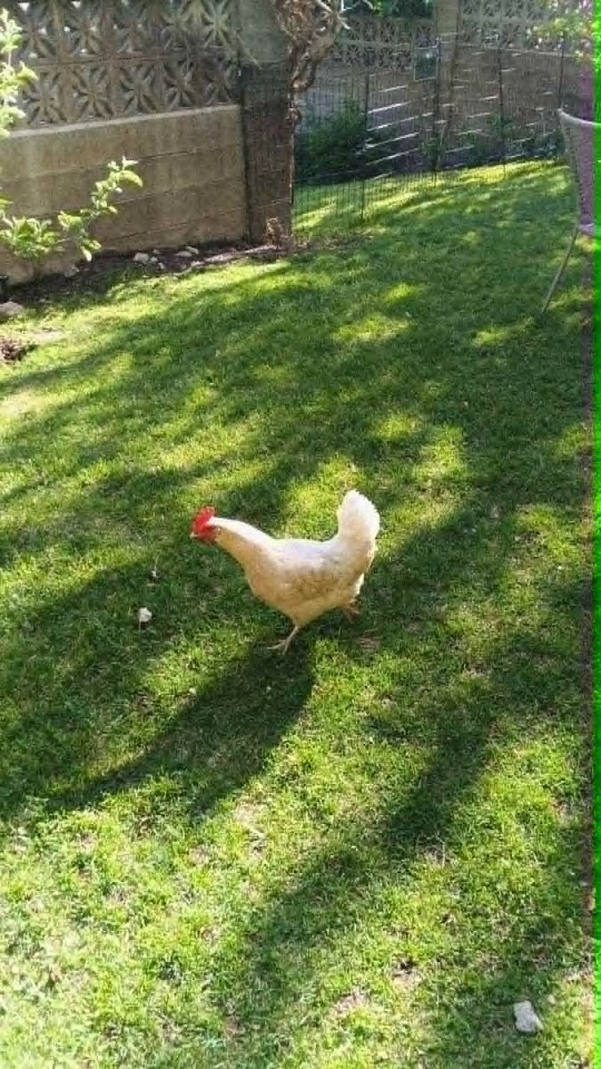 Hens
