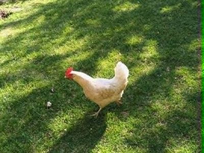 Hens