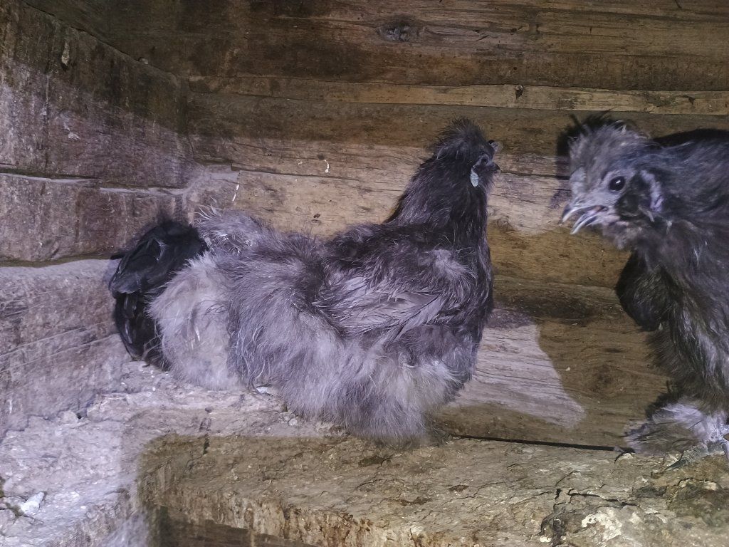 7 Silkies- 6 hens, and Rooster