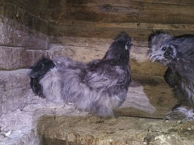 7 Silkies- 6 hens, and Rooster