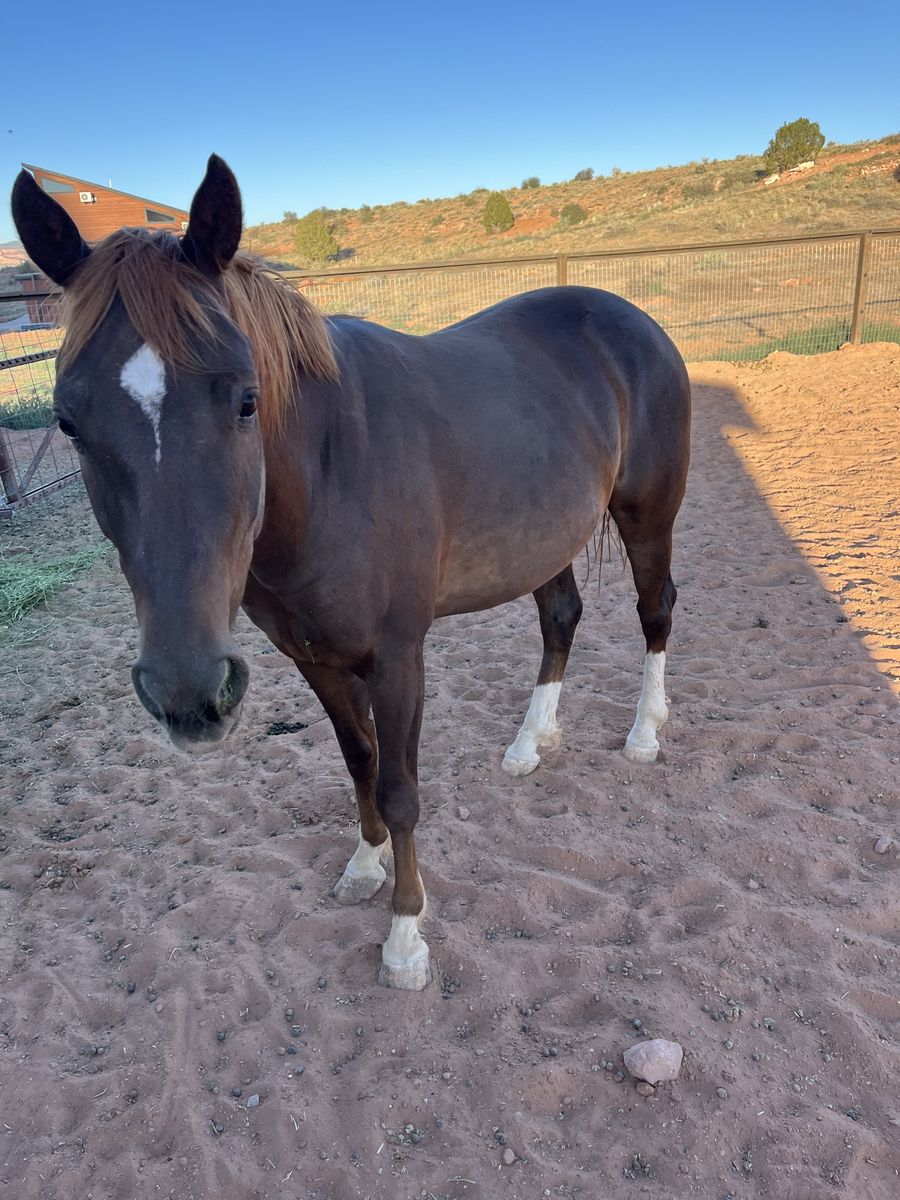 4 year old mare