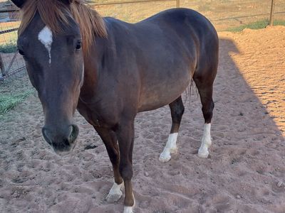 4 year old mare