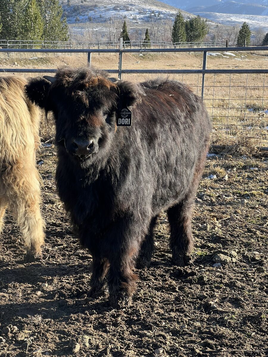 AHCA Registered Highland Heifer