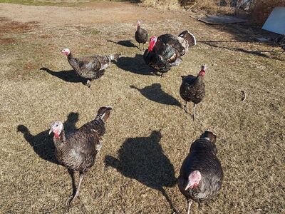 Standard Bronze Turkeys 3 Hens left are laying