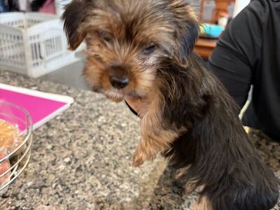 AKC Yorkshire Puppies