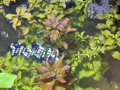 Ludwigia Stem Cuttings