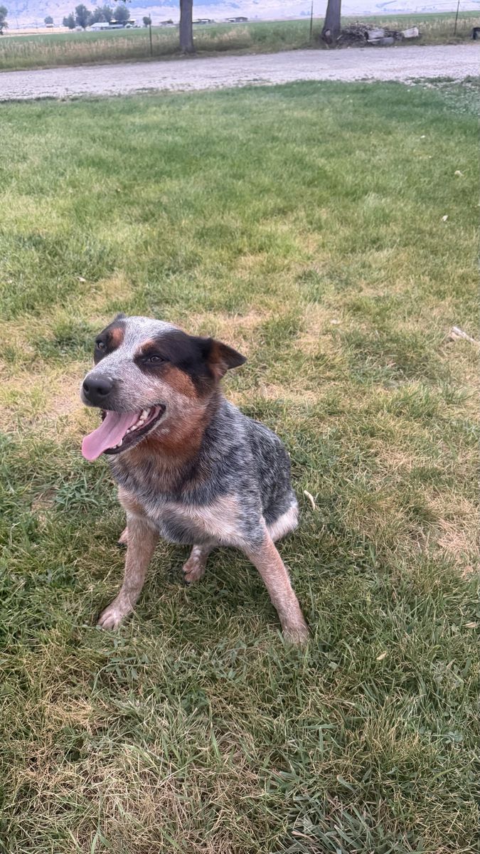 2.5 yo female blue heeler