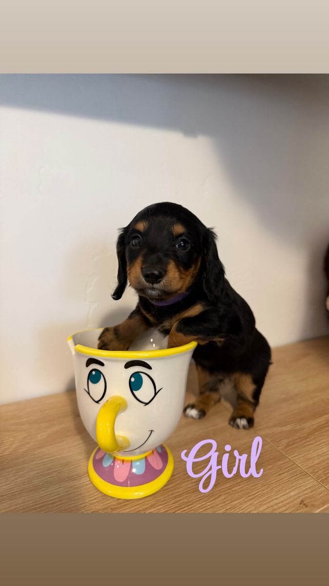 Mini Longhaired Dachshund