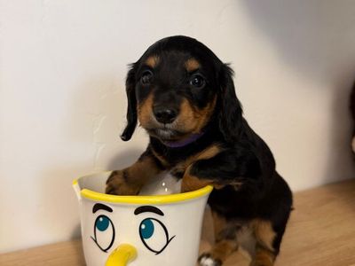 Mini Longhaired Dachshund