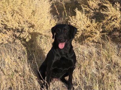 AKC Labrador Retriever
