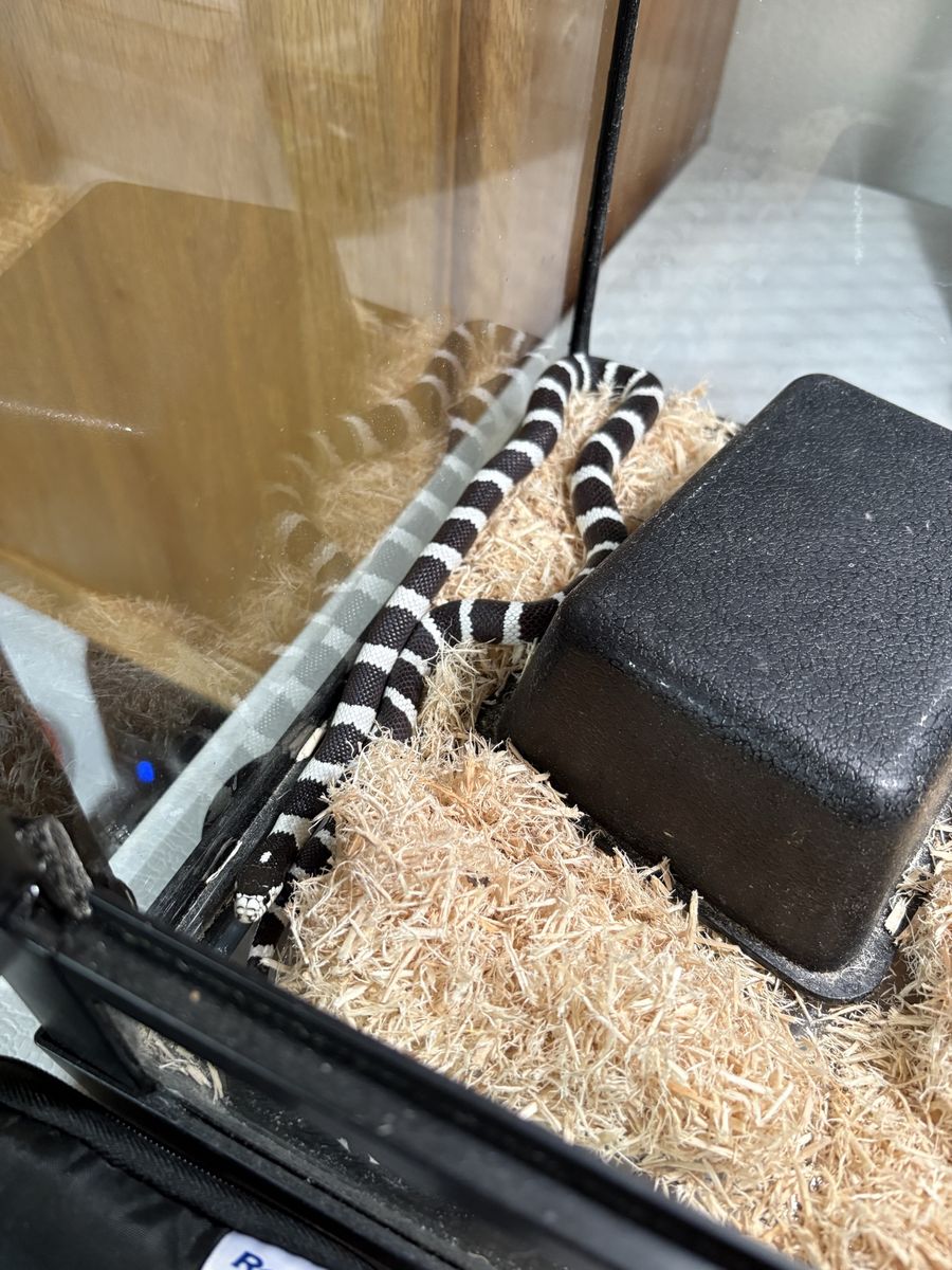 Cali king snake
