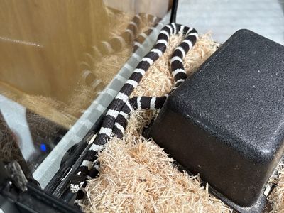 Cali king snake