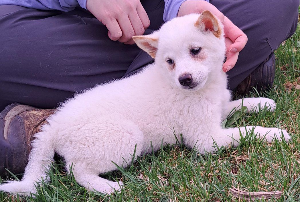 Adorable Shiba Inu Puppy Ready for His Forever Home!