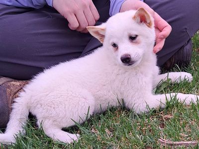 Adorable Shiba Inu Puppy Ready for His Forever Home!