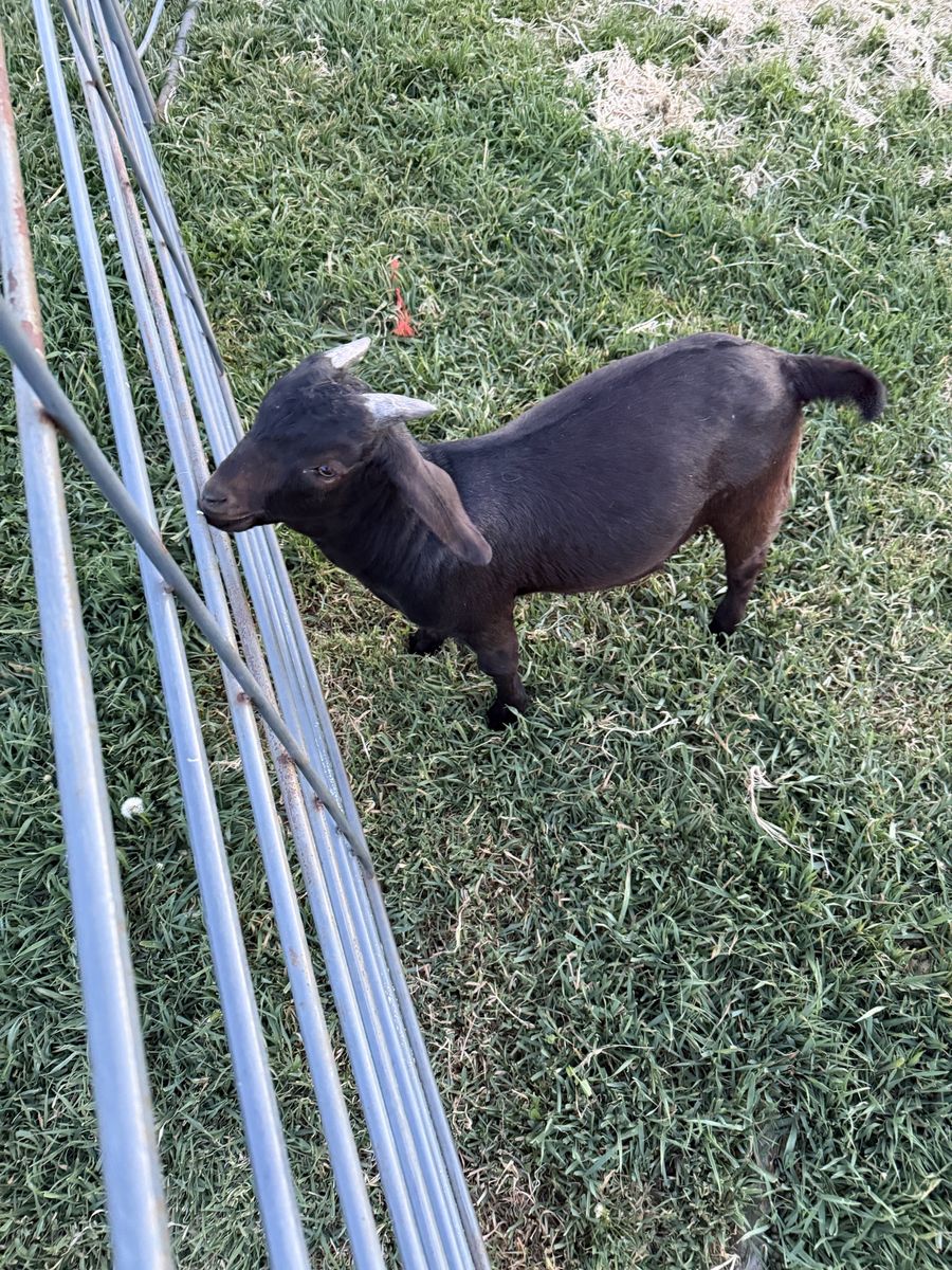 Boer wether