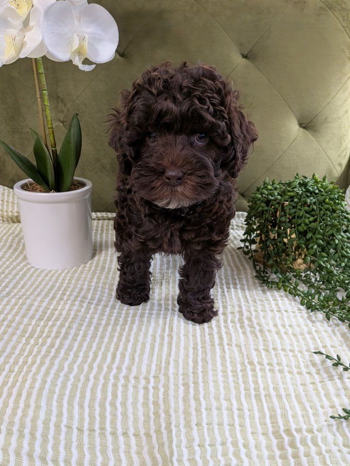 F1B Cockapoo Puppy