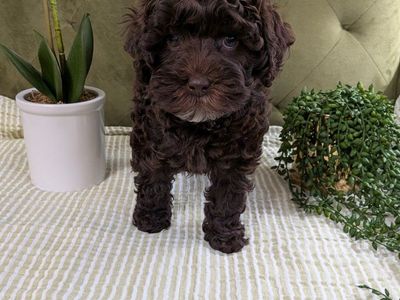 F1B Cockapoo Puppy