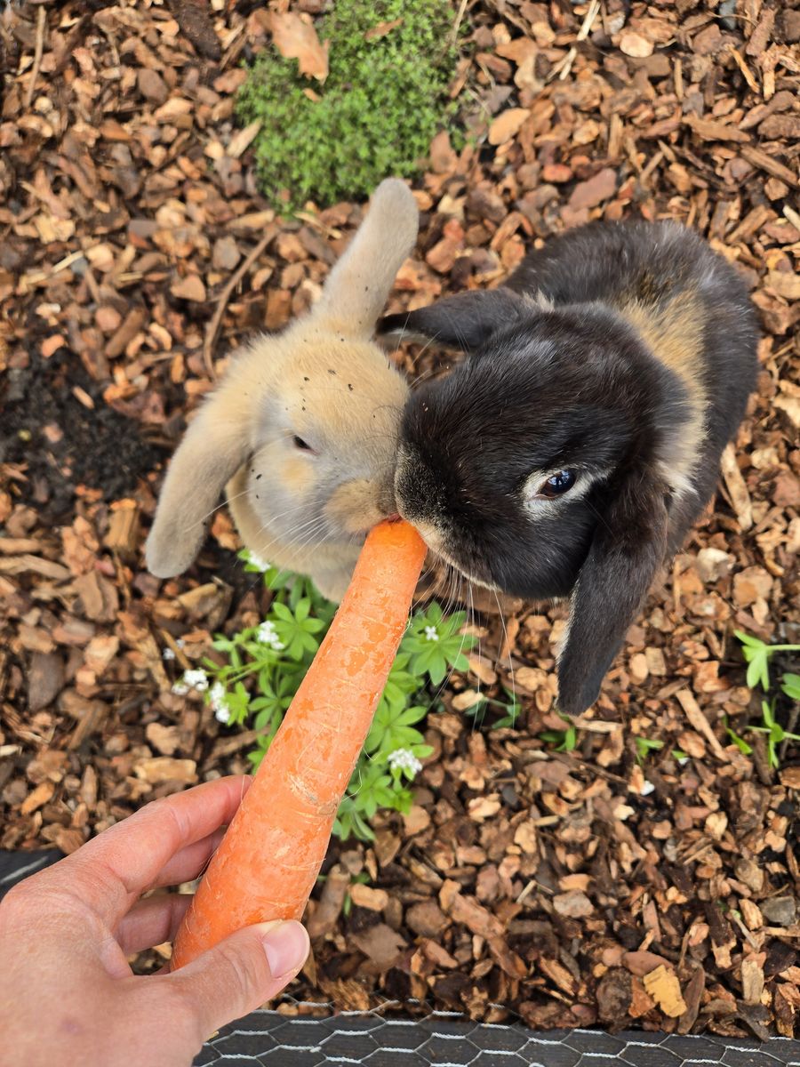 Holland Lop Buck(Free to a good home!)