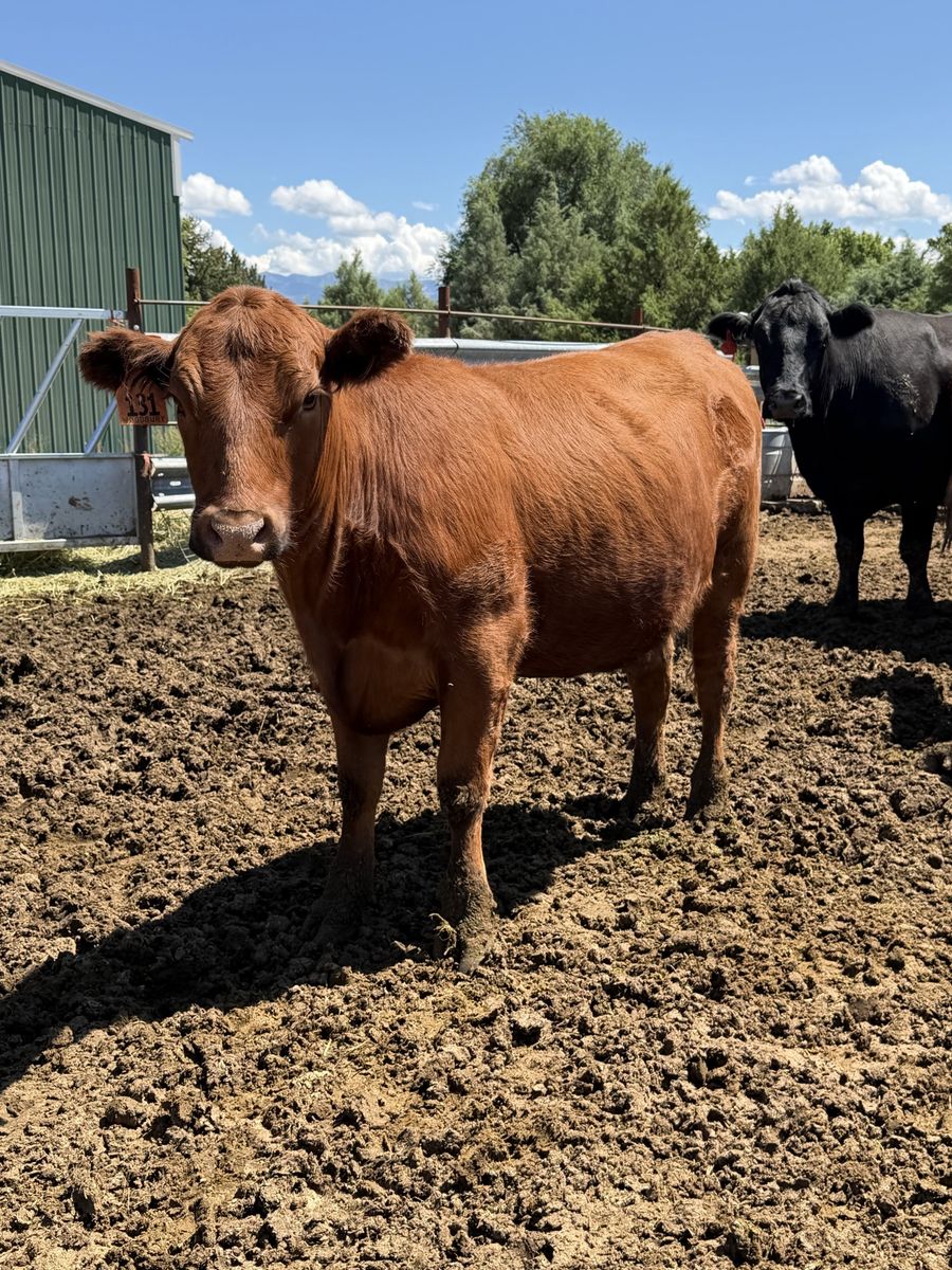 Bred Red Angus Heifer 