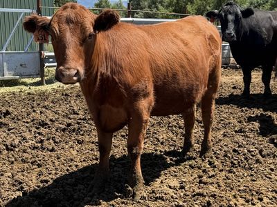 Bred Red Angus Heifer