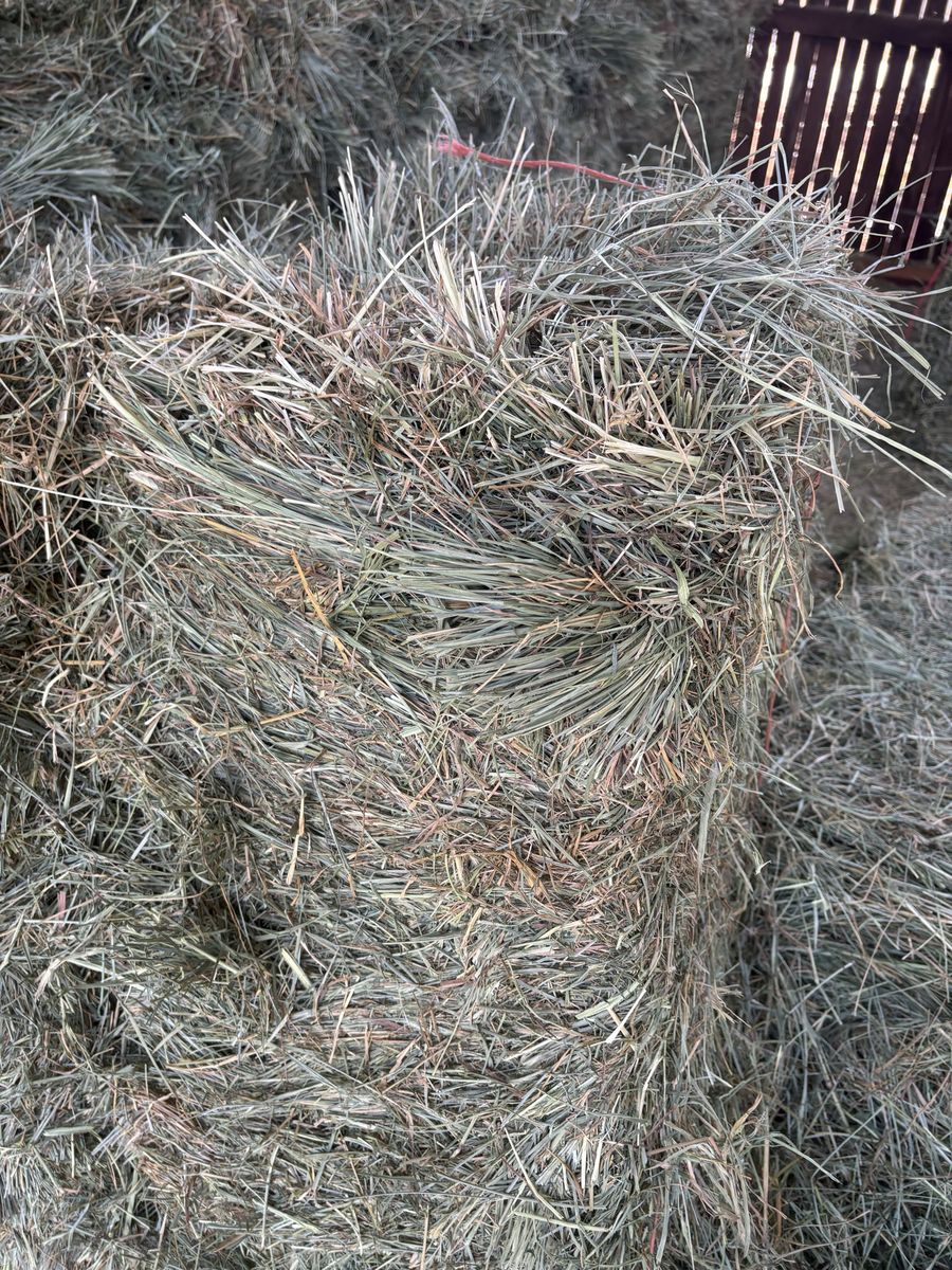 Orchard Grass Hay