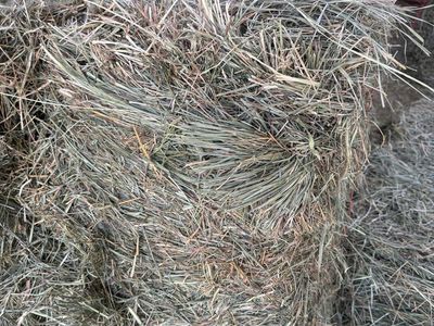 Orchard Grass Hay