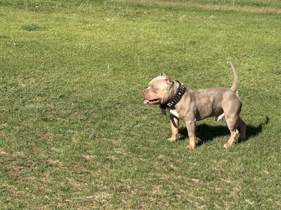 American Bully Puppy / Dog
