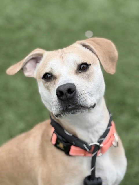 A159230 Milo is Available for Adoption!