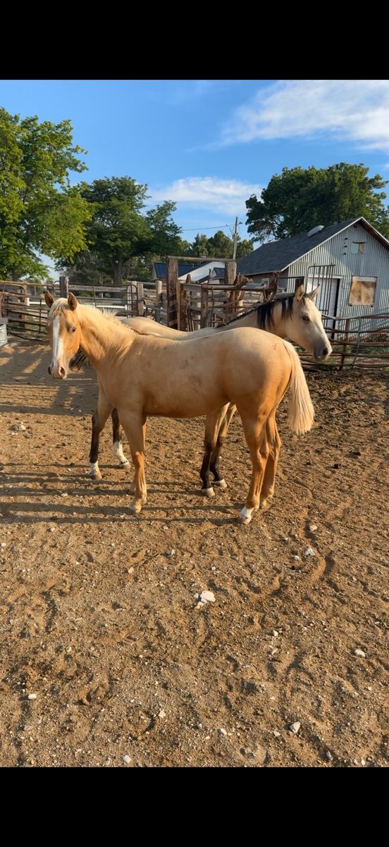 Filly 