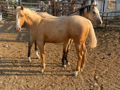 Filly