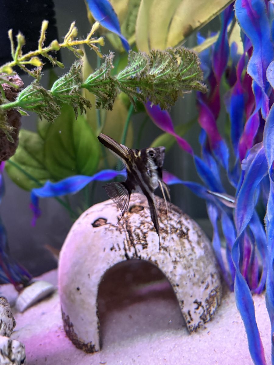 Two angelfish for sale or trade