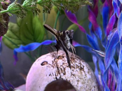 Two angelfish for sale or trade